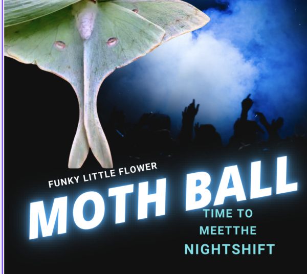 Workshop The Moth Ball